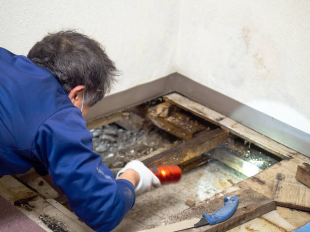 Best Commercial Mold Removal  in Jonesville, VA