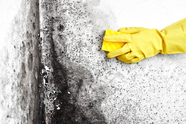 Best Same-Day Mold Removal  in Jonesville, VA