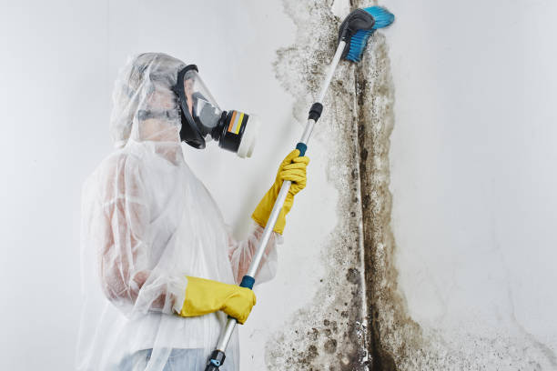 Best Mold Remediation Experts  in Jonesville, VA