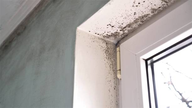 Best Residential Mold Removal  in Jonesville, VA