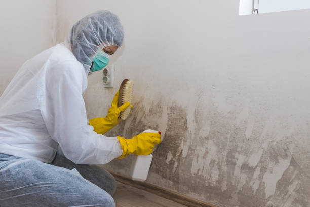 Best Attic Mold Removal  in Jonesville, VA