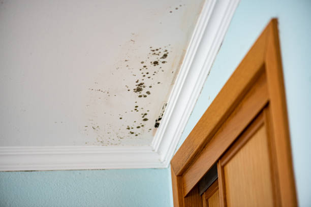 Trusted Jonesville, VA Mold Removal Experts