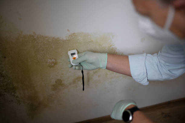 Best Same-Day Mold Removal  in Jonesville, VA