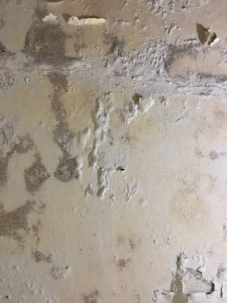 Best Mold Cleaning Services  in Jonesville, VA