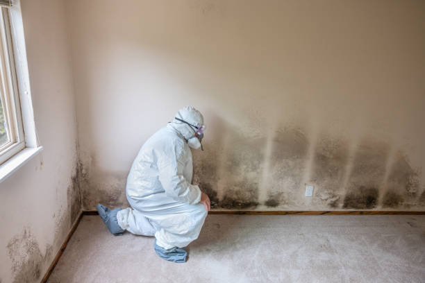 Best Same-Day Mold Removal  in Jonesville, VA