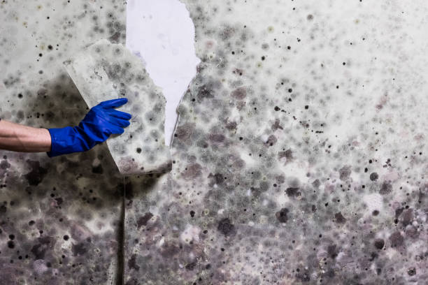 Best Fast Mold Removal  in Jonesville, VA