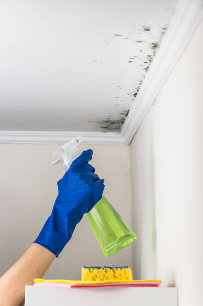 Best Mold Damage Repair  in Jonesville, VA